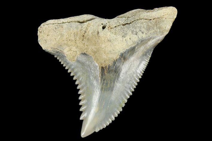 Snaggletooth Shark (Hemipristis) Tooth - Aurora, NC #180119